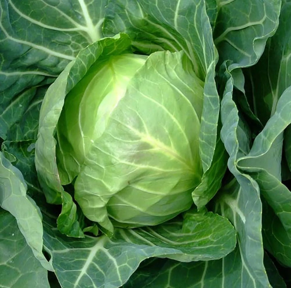 Cabbage Seeds - Early Non-GMO Copenhagen Market - Brassica oleracea var. capitata - Free Shipping