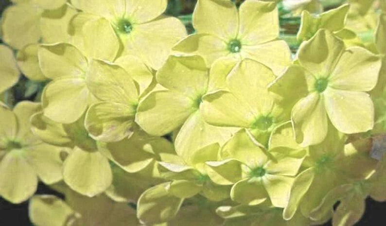 50 Yellow Phlox Seeds | Perennial Flower Seeds | Phlox paniculata | Attracts Bees & Butterflies for Vibrant Garden Blooms