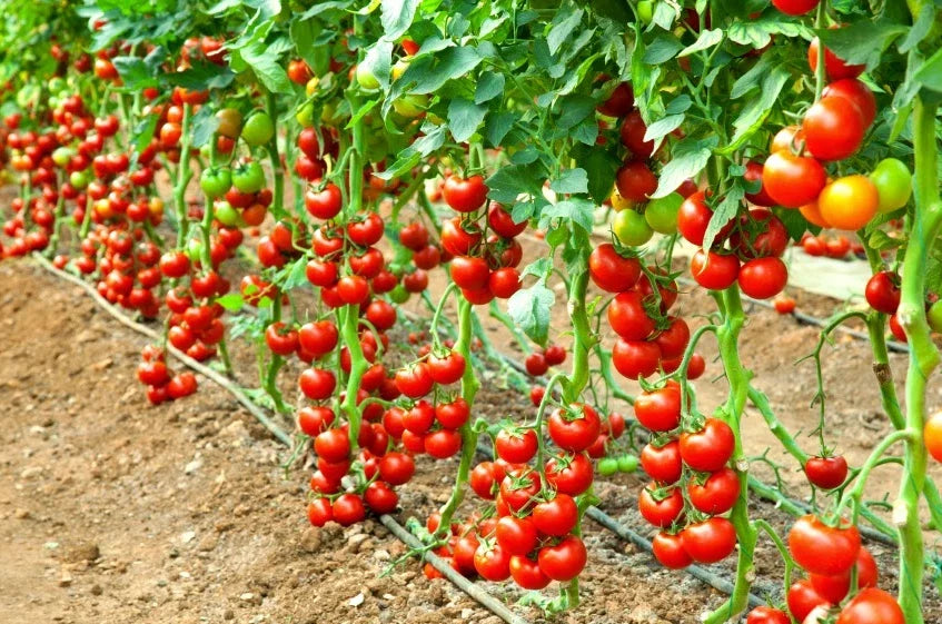 Early Cascade Tomato Seeds - 120+ Heirloom Organic NON-GMO - Solanum lycopersicum - Ideal for Home Gardening