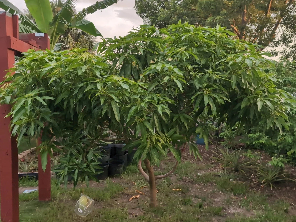 Mango Scion Grafting Cuttings 3 Rosigold Variety Mangifera indica Tropical Fruit Trees