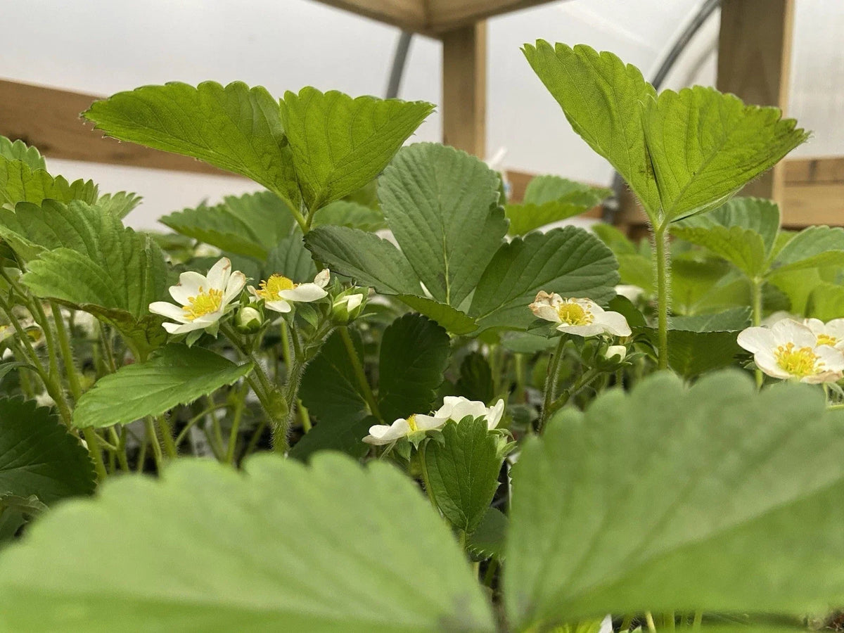 10 Bare Root June Bearing Strawberry Plants - Fragaria x ananassa - Ideal for Outdoor Gardening, Spring 2025
