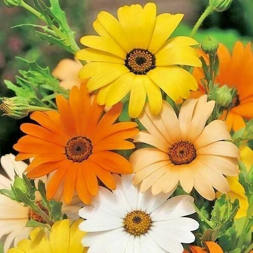 African Daisy Seeds Mix - 201 Count - White, Orange, Yellow, Apricot - Drought Tolerant Annual (Arctotis spp.)