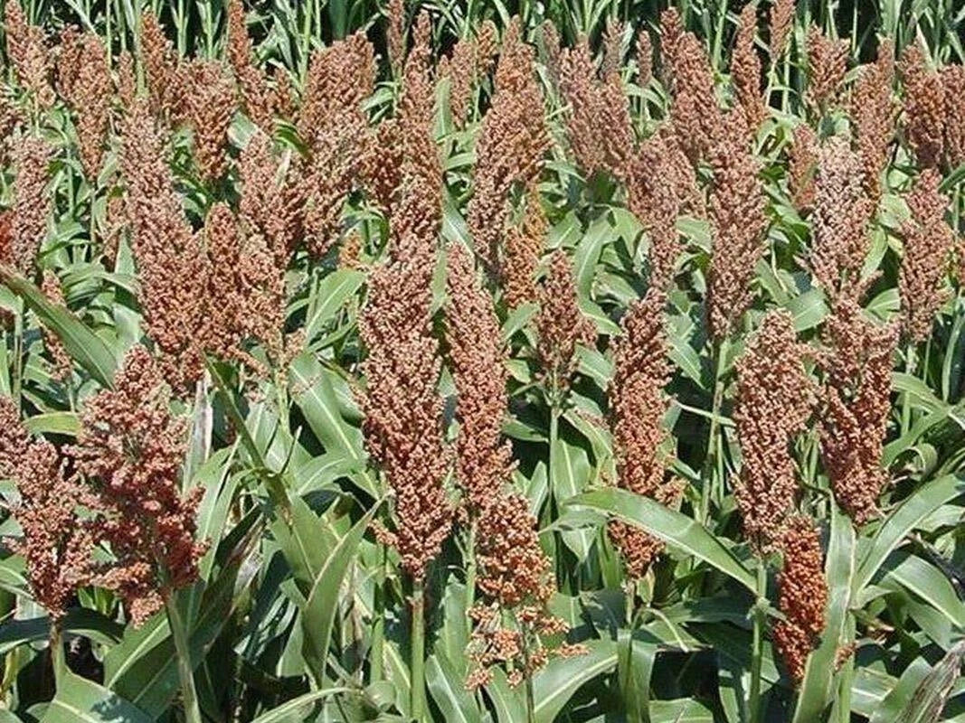 Sorghum Seeds - Sweet Sugar DRIP Variety - Syrup Production - Sorghum bicolor - Non-GMO, Organic Options Available