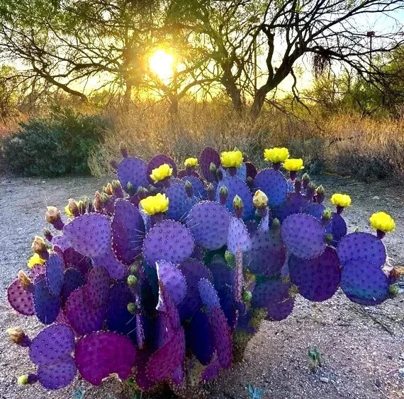 Purple Cactus Seeds - 10 Pack Opuntia Santa Rita Prickly Pear - Rare Hardy Variety for Garden & Xeriscaping