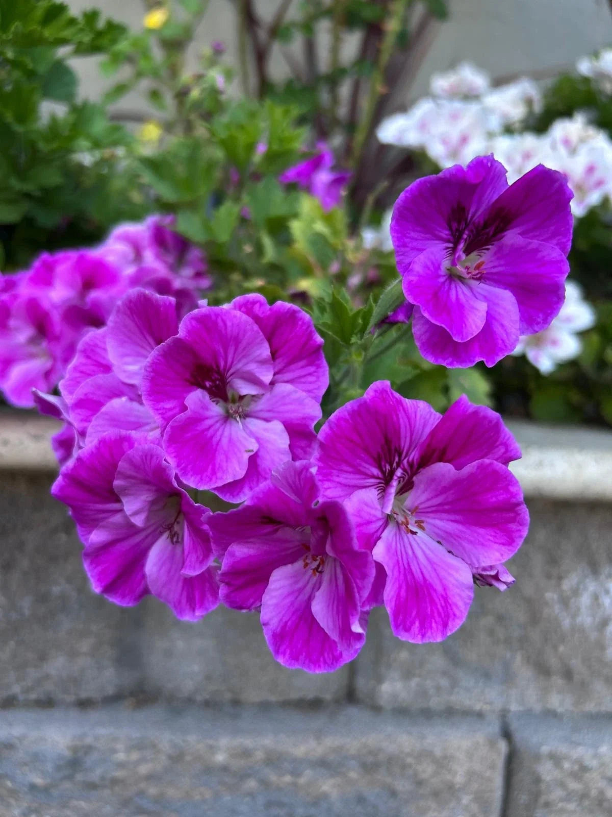Purple Geranium Starter Cuttings 3 Pack, Pelargonium spp., Vibrant Purple Flowers for Garden or Indoor Use