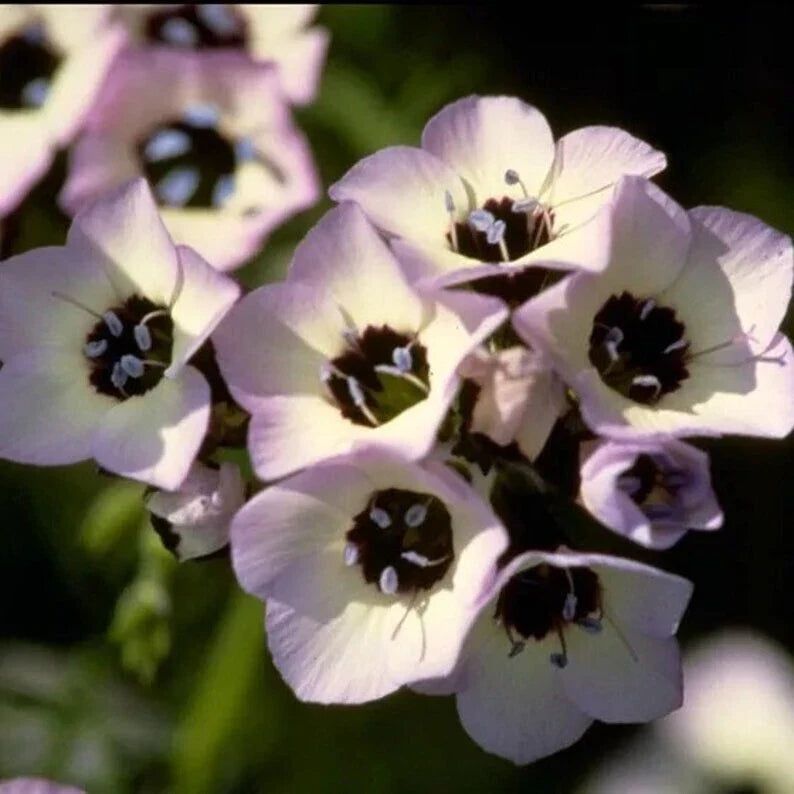 Bird's Eye Seeds - 500 Organic Seeds - Capsicum annuum - USA Grown - Non-GMO Garden Seeds for Pollinators