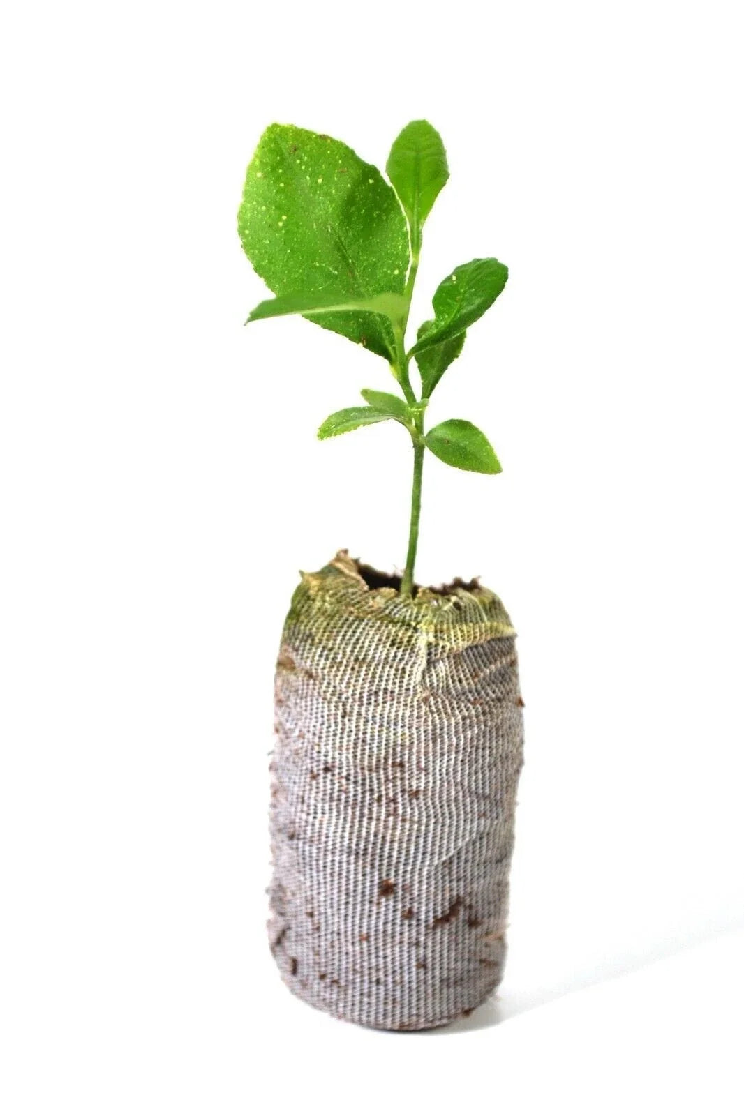 Meyer Lemon Tree Plant 5''-10'' Organic Non-GMO Citrus × meyeri Indoor/Outdoor Frost Tolerant Starter Plant