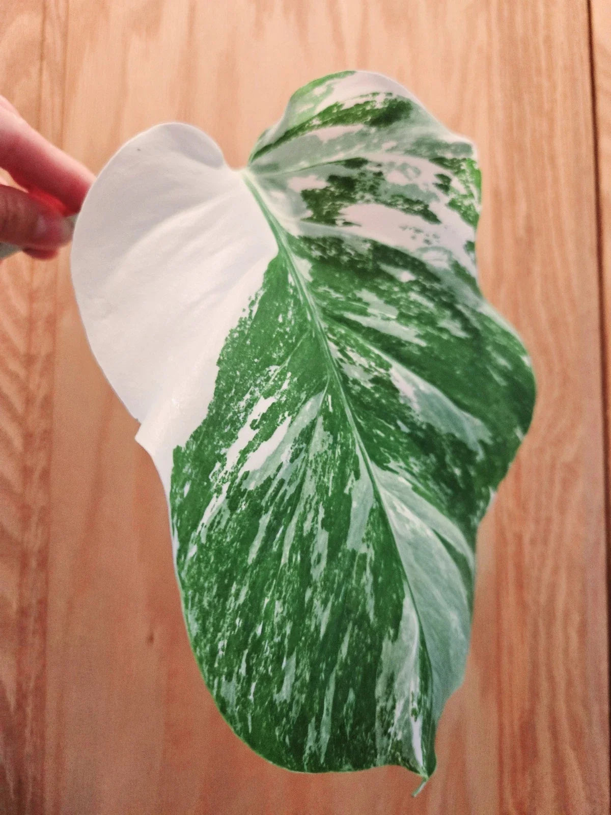 Monstera Albo Variegated Cutting - Lightly Rooted Plant - Monstera Deliciosa Variegata - Rare Indoor Houseplant
