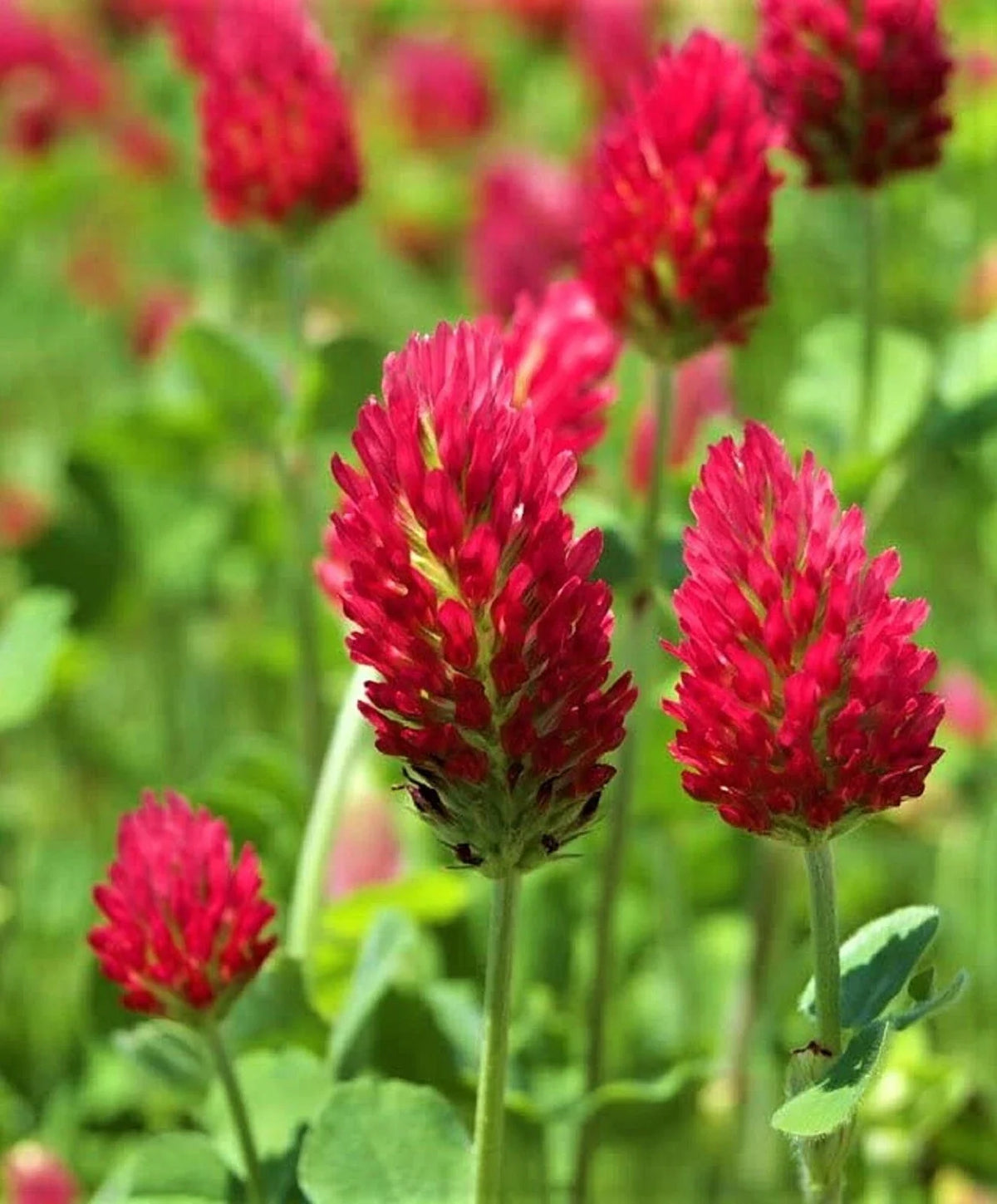 Crimson Clover Seeds - 300+ Seeds - Trifolium incarnatum - Red Flowering Cover Crop for Soil Health and Pollinators