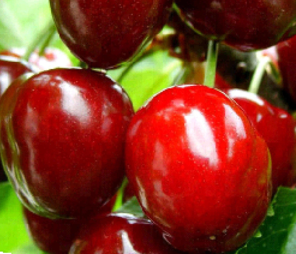 Dwarf Red Sweet Cherry Cuttings 2+8 Unrooted Prunus Tomentosa - Fresh Fruitful Planting Material for Small Gardens