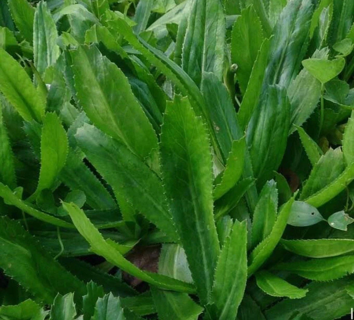 Culantro Seeds - 500+ Seeds - Mexican Coriander - Eryngium foetidum - Aromatic Herb for Salsas and Soups