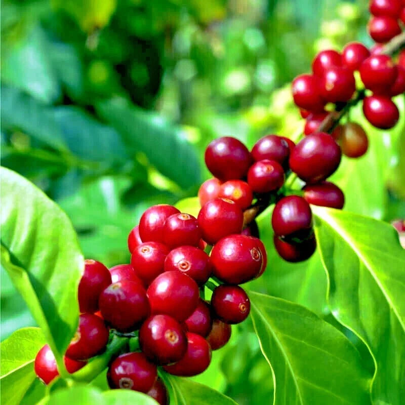 Coffea arabica Seeds - 20 Rare Coffee Bean Seeds for Indoor Gardening - Tropical Exotic Coffee Plant