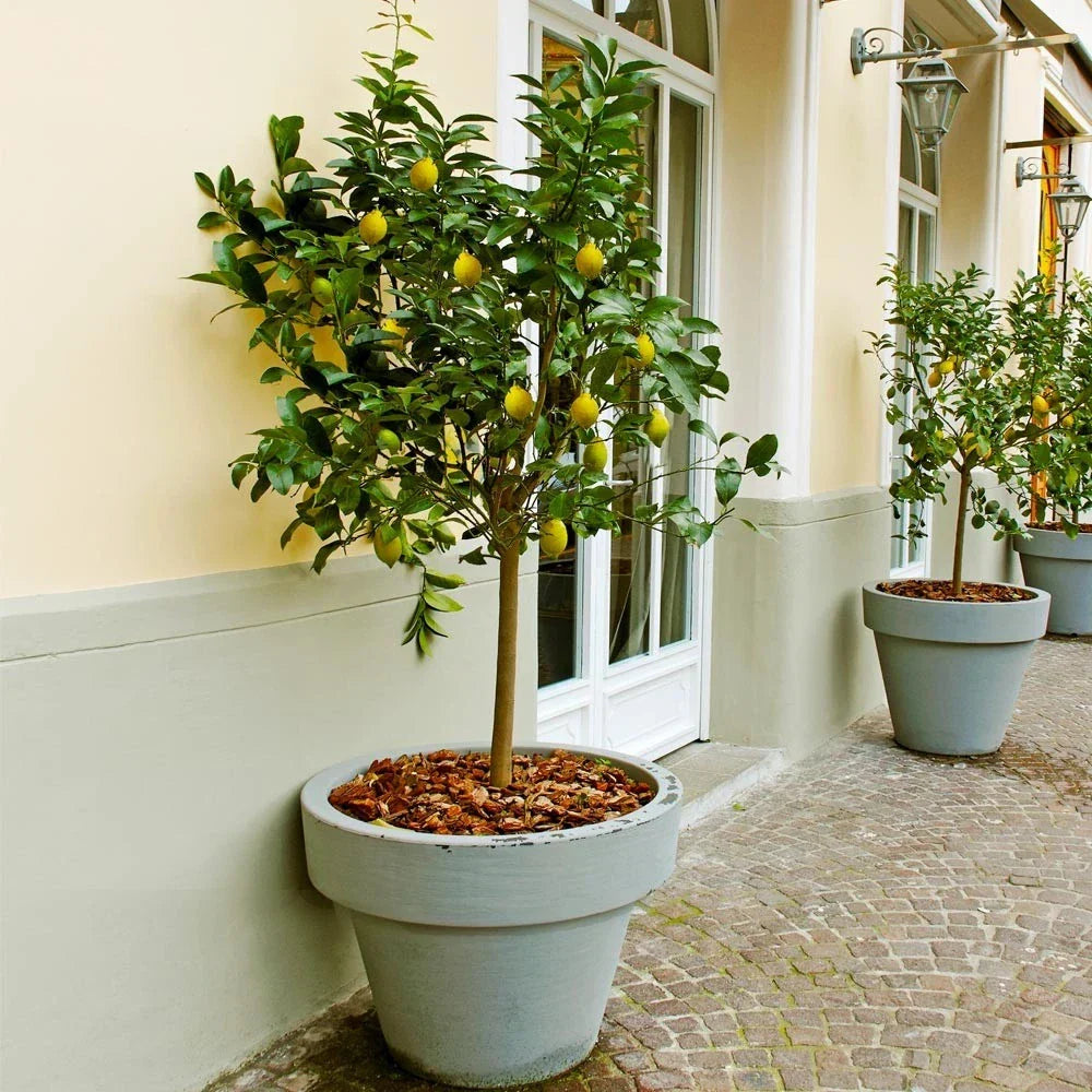 Meyer Lemon Tree Plant 8-14" in 10" Pot - Citrus limon - Compact Indoor Outdoor Citrus for Home Gardening