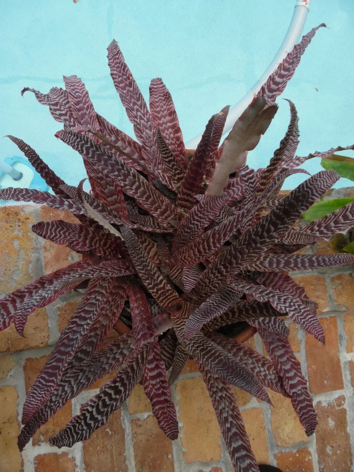 Medium Potted Cryptanthus Pheasant Tail Bromeliad - Unique Foliage Indoor Air Purifier - Cryptanthus spp.