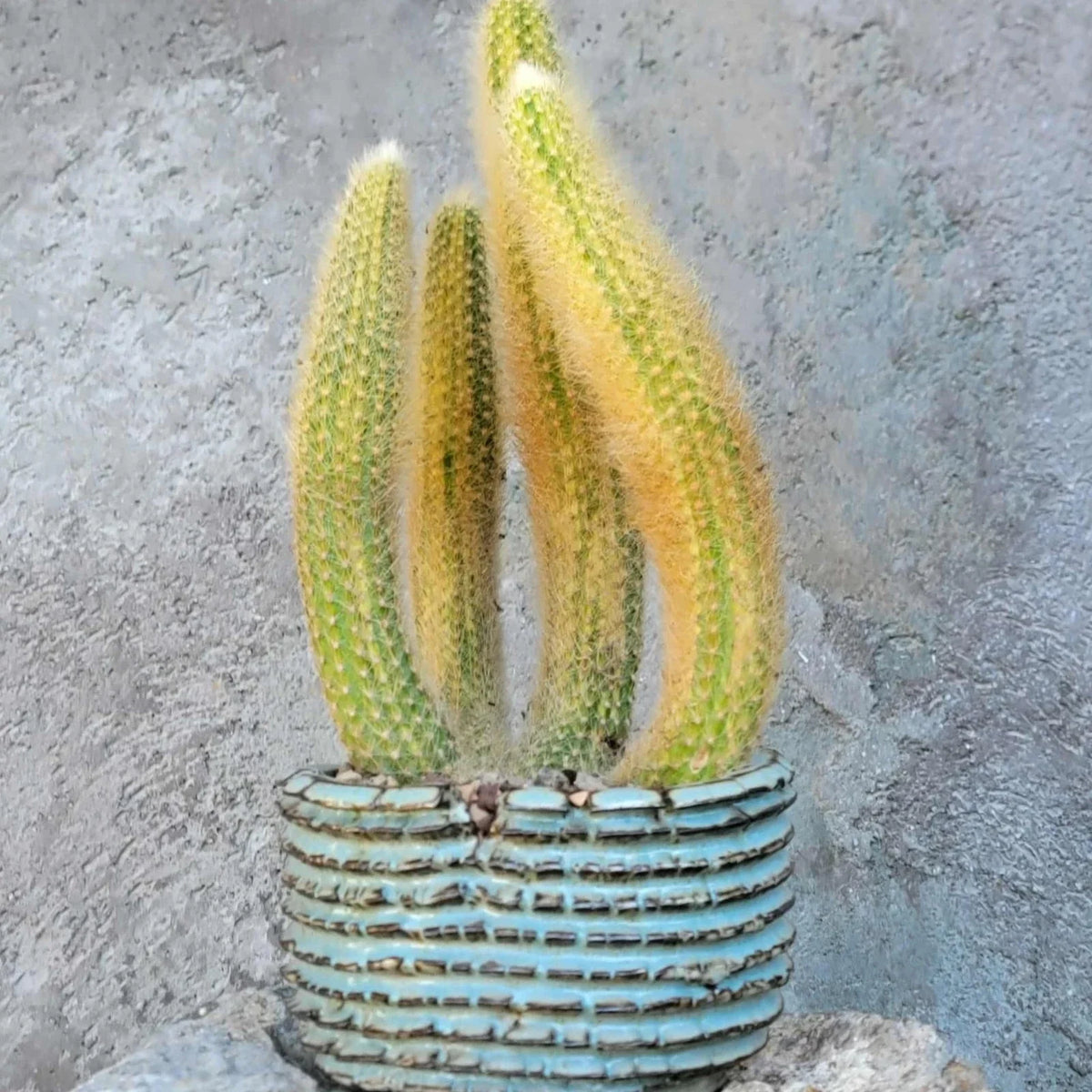 Variegated Monkey Tail Cactus Cluster - Cleistocactus colademononis variegata - Unique Succulent Plant for Indoor Outdoor Decor