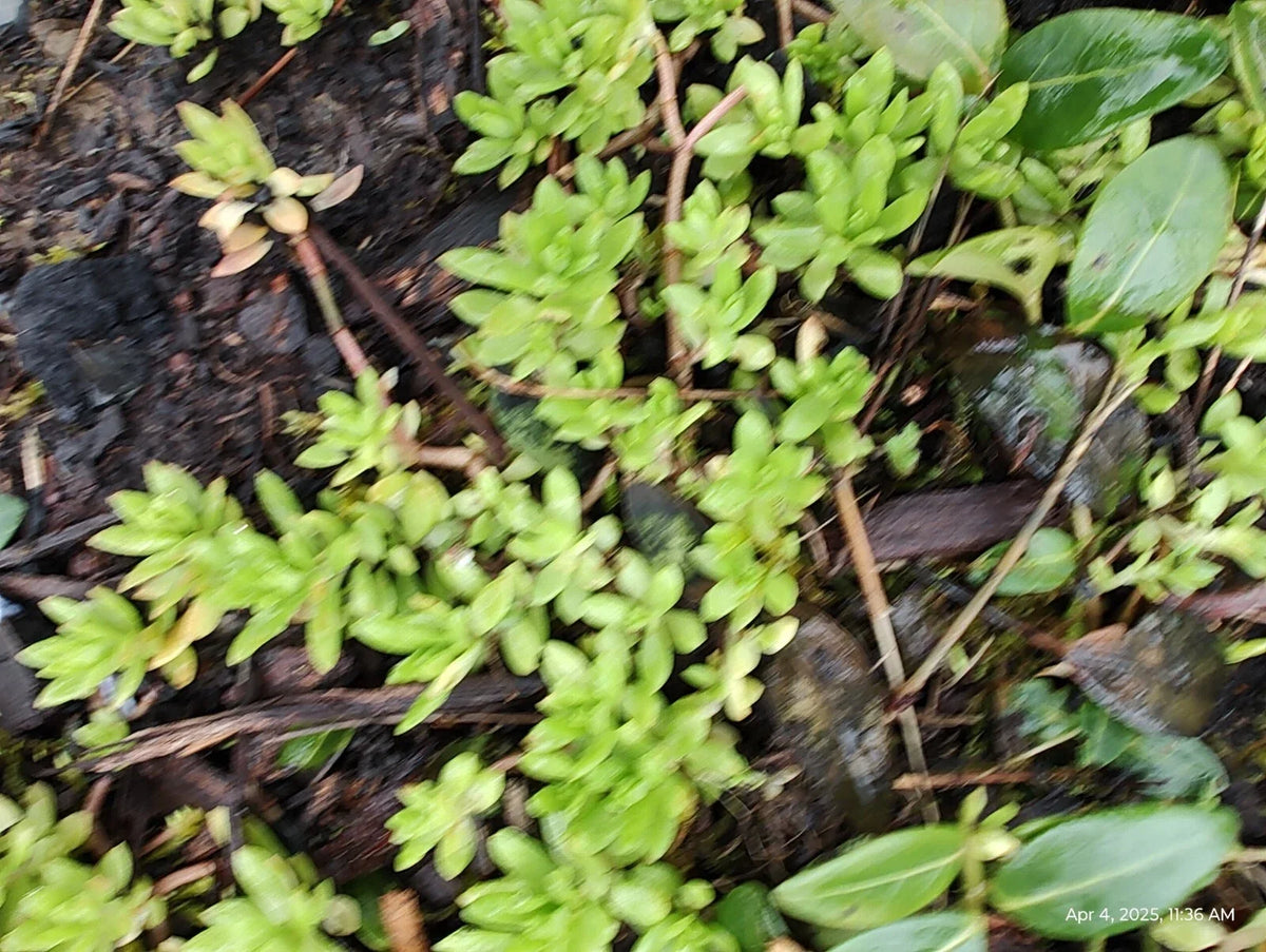 Creeping Sedum Groundcover Plants - 50 Perennial Plants, Varied Sizes, Sedum spp., Low Maintenance, Drought-Resistant
