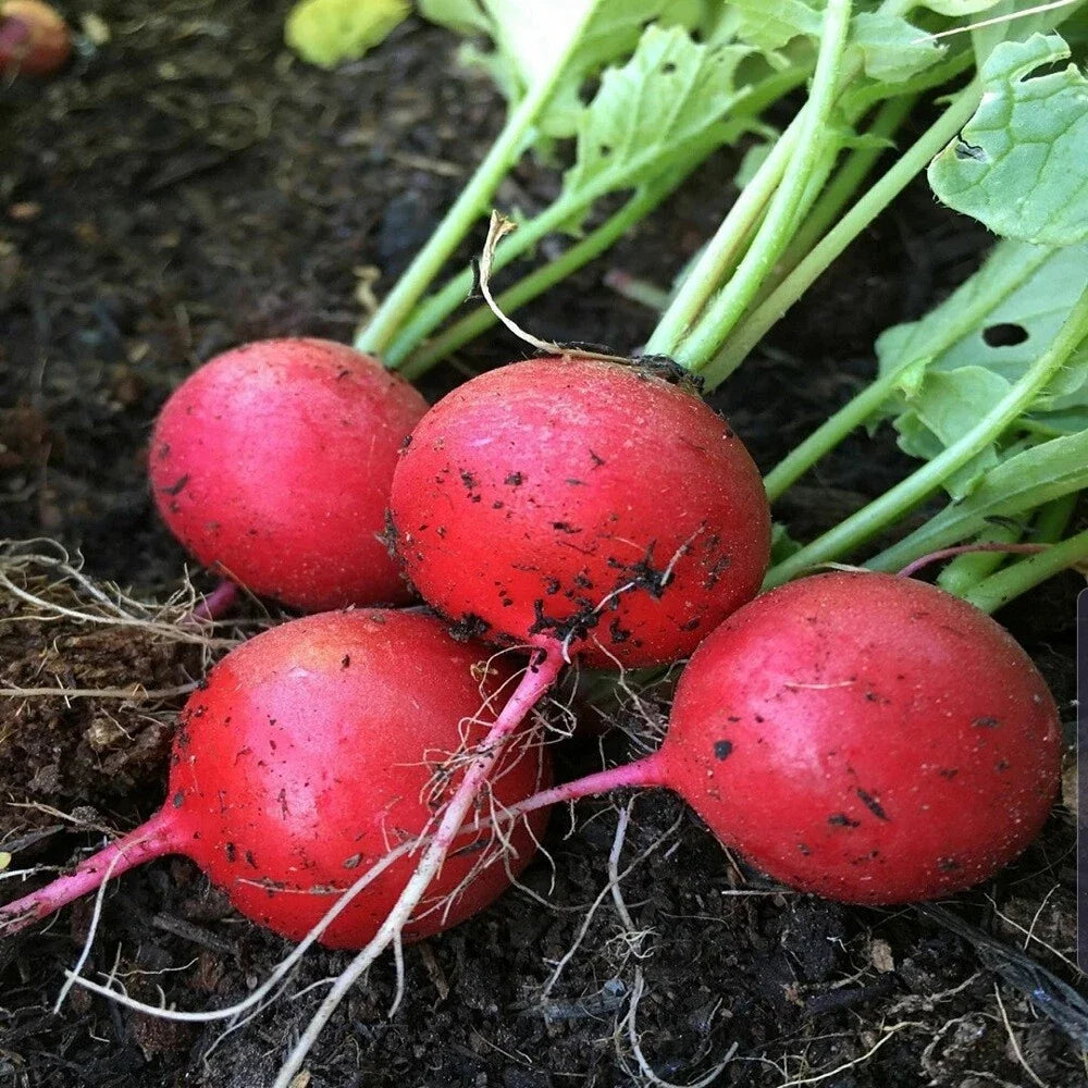 Early Scarlet Globe Radish Seeds 200 Ct Heirloom NON-GMO Raphanus sativus for Vegetable Garden Gardening
