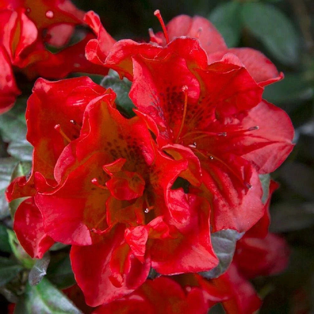 Encore Autumn Fire Azalea Starter Plant, Well-Rooted, Deep Red Blooms, Rhododendron 'Autumn Fire', 1-Gallon Container