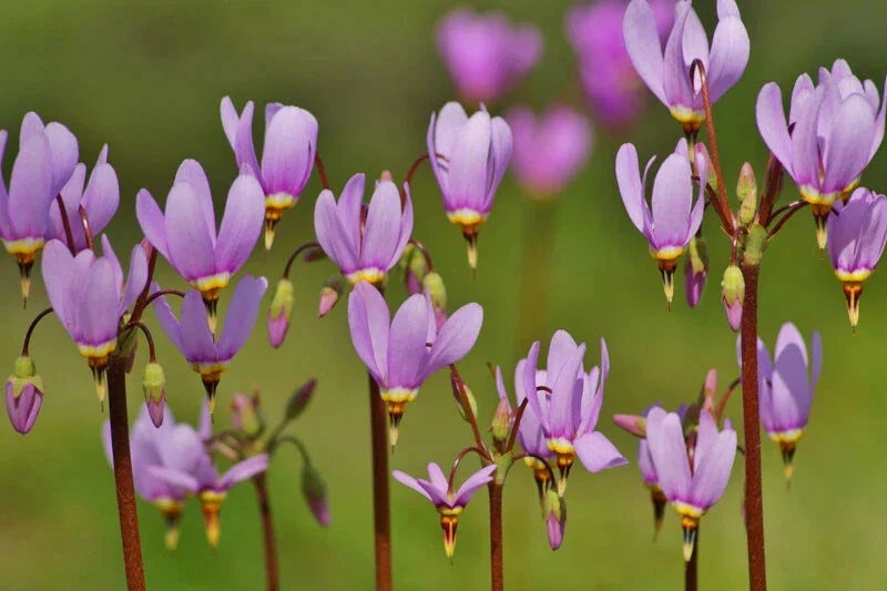 Shooting Star Bare Root Perennial Plant, Pink & White Flowers, Dodecatheon Meadia, Outdoor Garden Flower, Pollinator Friendly