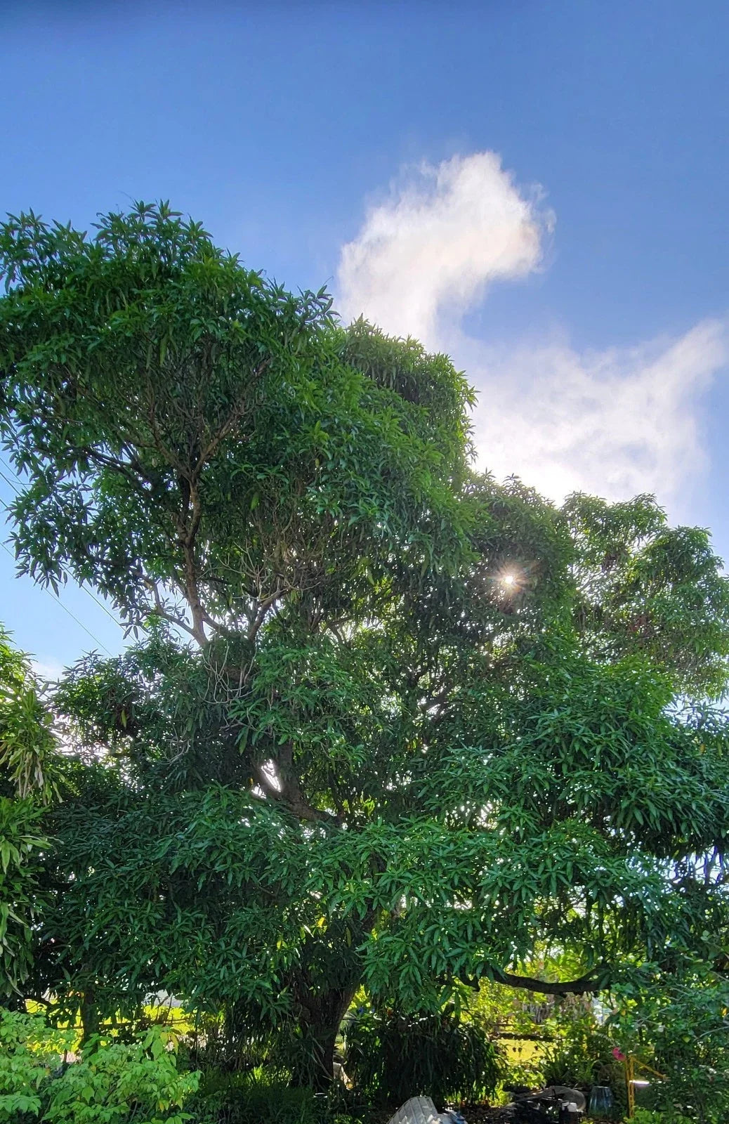 Rooted Hayden Mango Tree Seedling - Live Tropical Fruit Plant (Mangifera indica 'Hayden') - 3-Gallon Pot