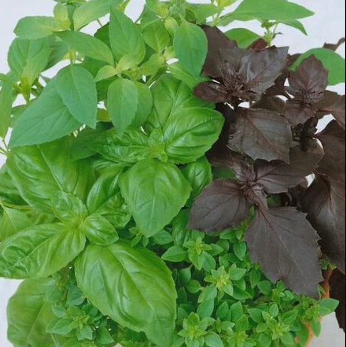Culinary Basil Seeds - Mixed Variety Non-GMO 200 Seeds - Aromatic Blend - Ocimum basilicum
