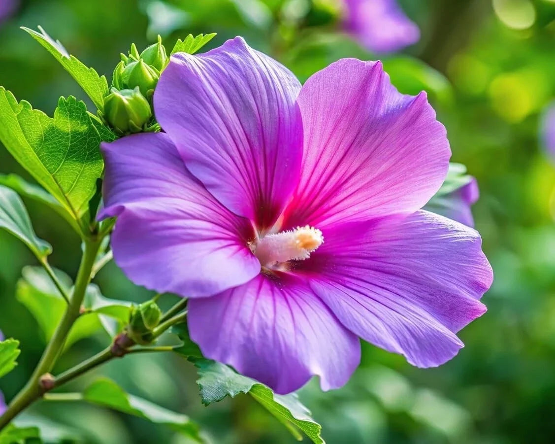 Purple Hibiscus Plant Seedling - One Rooted Plant - Tropical Flowering - Hibiscus rosa-sinensis - Deep Purple Blooms