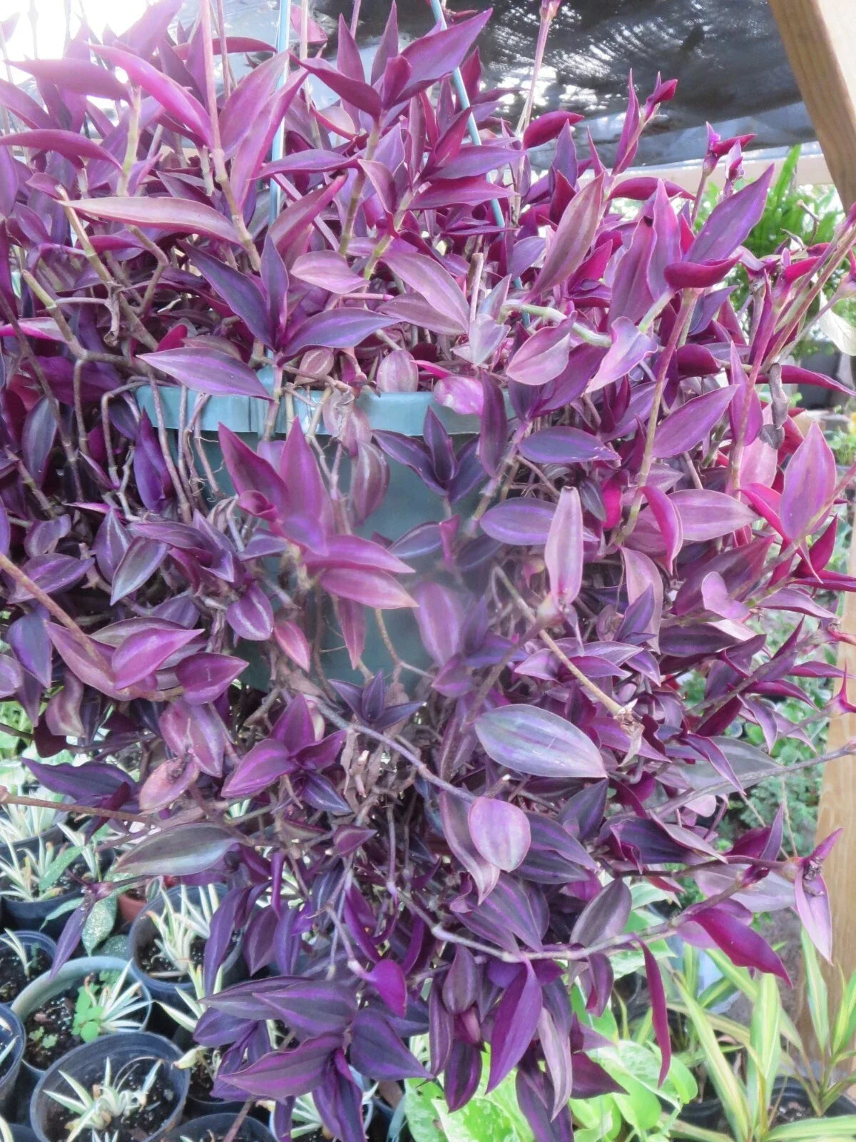 Tradescantia Zebrina Cuttings - 12 Dark Burgundy Wandering Jew Plant Cuttings for Propagation - Easy Care Indoor Plants