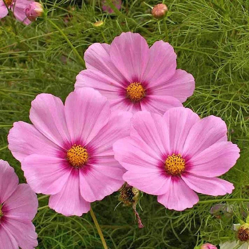 Dwarf Early Rose Cosmos Seeds - 200+ Pack - Cosmos bipinnatus - Easy to Grow Annual Flowers for Garden - USA Seller