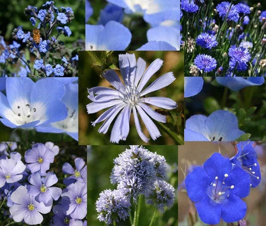Wildflower Seeds 1 Oz Bulk Blue Mix - Colorful Native Flora for Pollinator Habitats - Various Species - Non-GMO