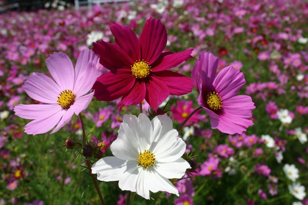 Cosmos Seeds Sensation Mix 100 Ct - Colorful Annual Flower Seeds - Cosmos bipinnatus - Attracts Butterflies & Pollinators