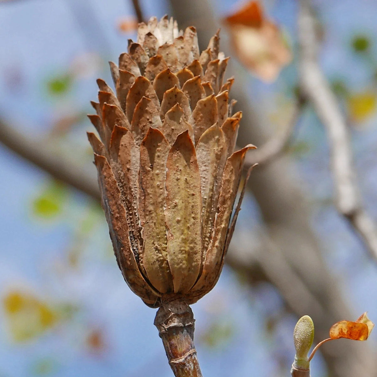 Tulip Tree Seed Pods Samaras - 10 Natural Craft Decorations for Potpourri & Wreaths - Liriodendron tulipifera
