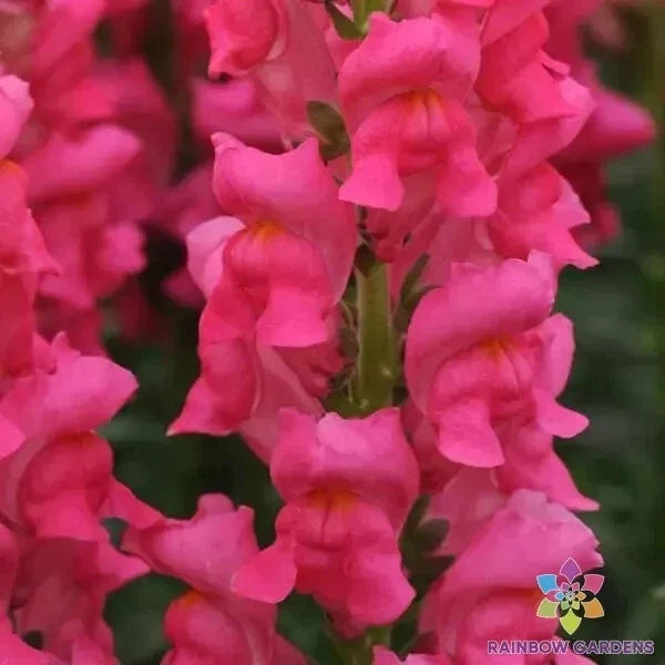 Snapdragon Seeds - 1000+ Potomac Dark Pink - Antirrhinum majus - Vibrant Garden Flower Seeds - USA Grown