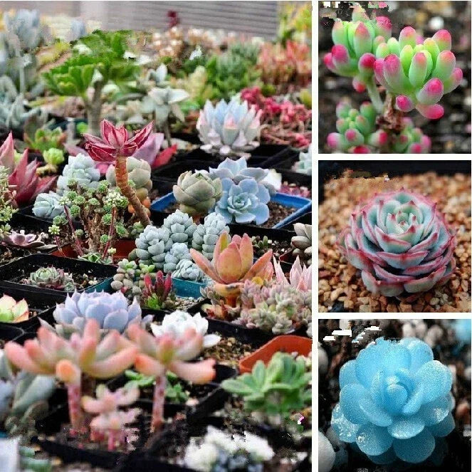 Mixed Succulent Seeds Pack - 100 Seeds for Indoor & Outdoor Gardening - Various Varieties - Easy to Grow Succulents