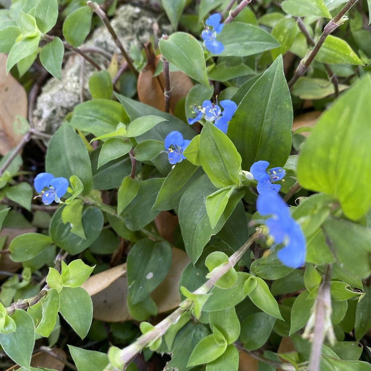 Commelina Diffusa Cuttings - 15 Pieces, Ground Cover Plant, Tropical Perennial, Easy to Propagate, No Soil, Dayflower