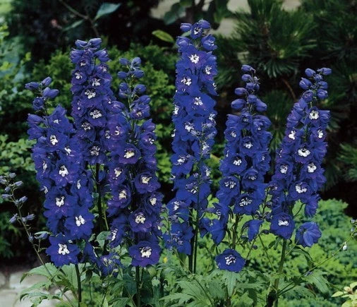 Delphinium Seeds - Magic Fountain Dark Blue - Symmetrical Flowers - Delphinium elatum - 50 Seeds for Stunning Blooms