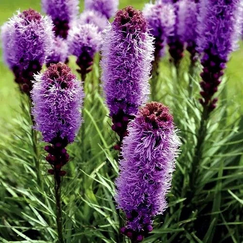 50 Purple Blazing Star Flower Seeds - Liatris spicata - Cold Hardy Perennial - Attracts Butterflies and Pollinators
