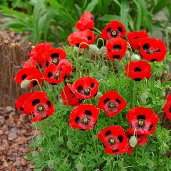 Lady Bird Poppy Seeds - 200+ Pack - Bright Red Flowers - Papaver rhoeas - Non-GMO - USA Grown - Free Shipping