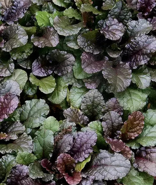 9 LIVE Ajuga Chocolate Chip Ground Cover Plants - Bare Root, Drought-Resistant, Deer-Resistant, Ajuga reptans 'Chocolate Chip'