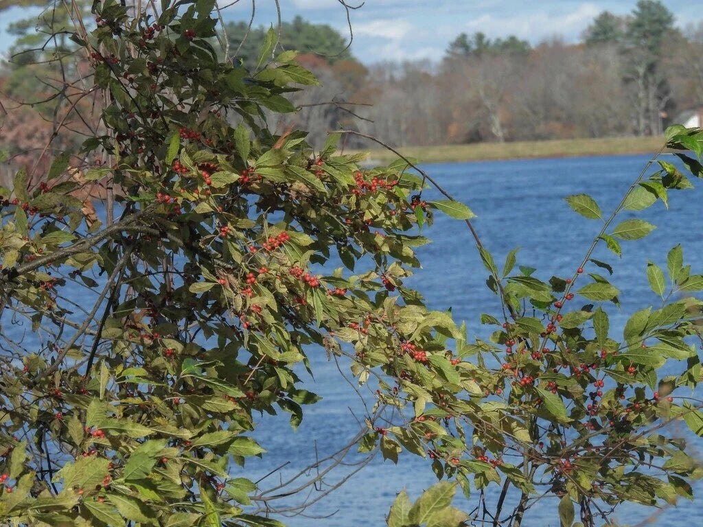 Winterberry Holly Seeds, Bulk Available, Ilex verticillata, Deciduous Shrub for Landscaping, Wildlife-Friendly Garden