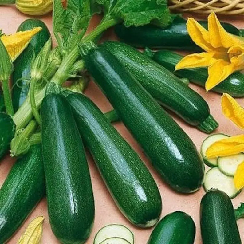 25+ Black Beauty Zucchini Seeds - Heirloom Non-GMO Organic Vegetable (Cucurbita pepo) for Home Gardening and Culinary Use