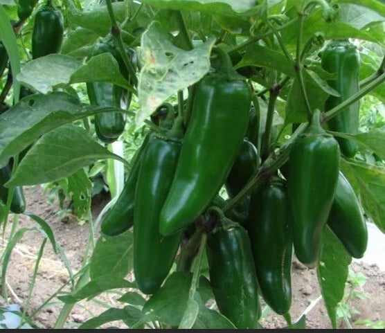 Jumbo Jalapeño Pepper Seeds - 50+ Heirloom Seeds, Large Pods, Capsicum annuum - Perfect for Stuffing & Grilling