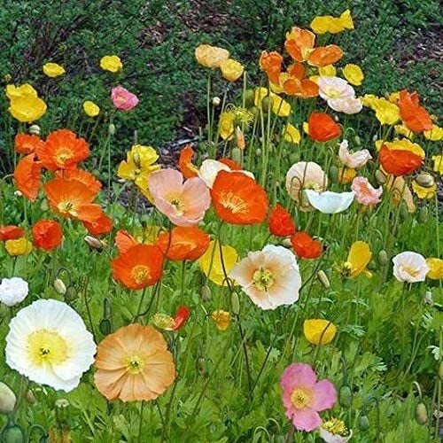 Iceland Poppy Seeds - 100 Heirloom Seeds, Exotic Colors, Papaver nudicaule, Easy Grow for Garden, Attracts Pollinators