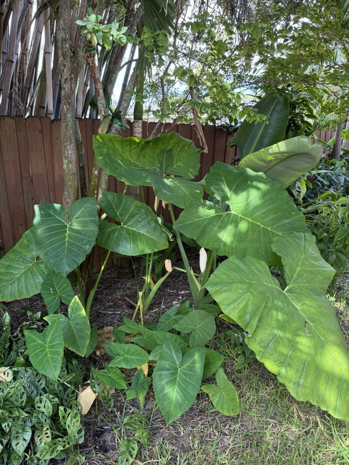 Malanga Plant - Rooted 7-9” - Xanthosoma Sagittifolium - Taro Elephant Ear for Home Garden