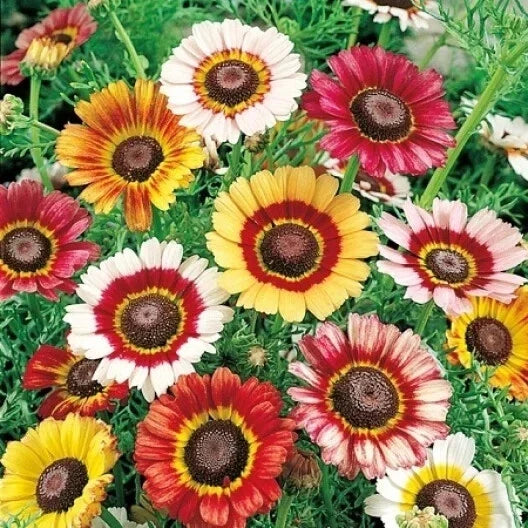 Mixed Painted Daisy Seeds - 200+ Count - Colorful Garden Flowers - Bellis perennis - USA Grown - Non-GMO Seeds