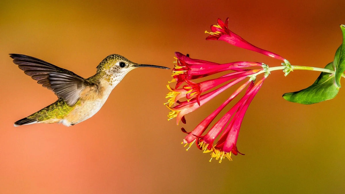 Hummingbird Wildflower Seed Mix - Perennial Blend - Colorful Variety for Pollinators - Easy to Grow, Various Species
