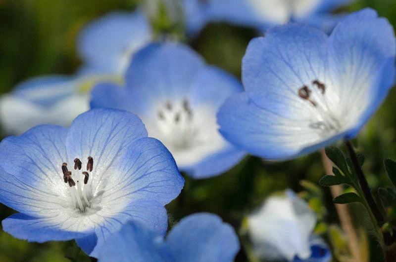 Baby Blue Eyes Flower Seeds - 565 Seeds - Nemophila menziesii - Ideal for Shade - Non-GMO, Easy to Grow