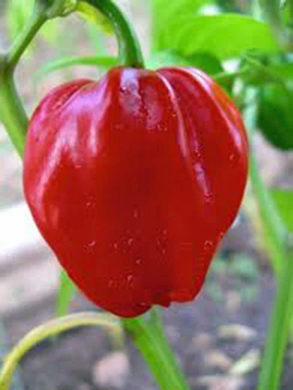 Habanero Chile Pepper Seeds, Heirloom 20+ Seeds, Spicy Flavor, Capsicum chinense - Perfect for Fresh Salsas & Cooking