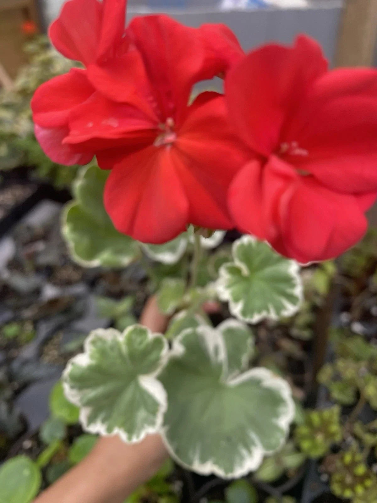 Horseshoe Geranium Plant - 1 Rooted Bare Root - Madame Languth Zonal Geranium - Pelargonium ‘Madame Languth’
