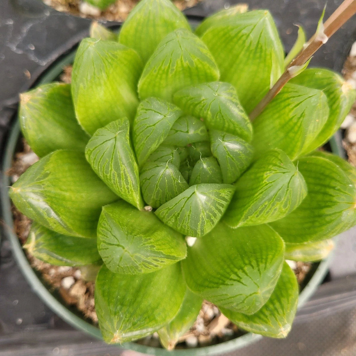 Set of 2 Live Succulent Plants - Haworthia Cuspidata 'Star Window' - 4" Bare Roots - Drought-Tolerant Indoor/Outdoor Decor