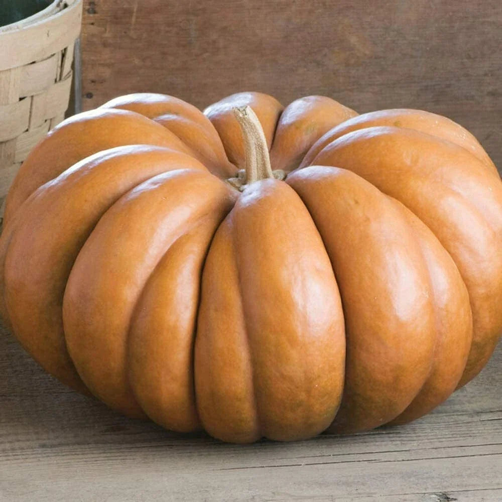 Fairytale Pumpkin Seeds | Organic Heirloom Musquee de Provence | Cucurbita moschata | 10 Seeds per Pack
